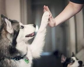 冬季宠物爆料视频大全集,宠物爆料视频大全集精彩回顾  第1张